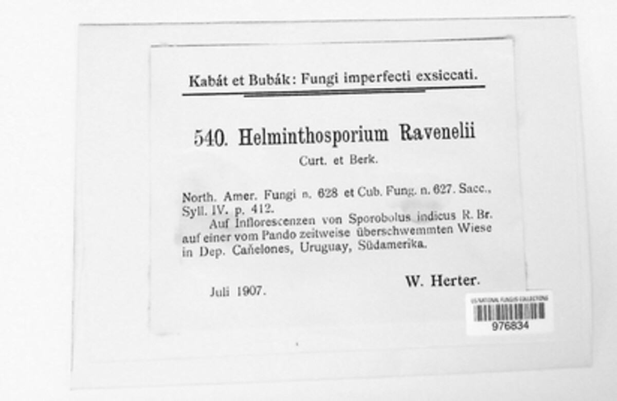Curvularia ravenelii image